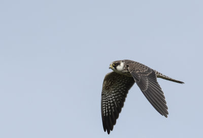 Red-footed Falcon ( Aftonfalk ) Falco vespertinus - P9040174r.jpg
