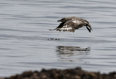 Great Skua ( Storlabb ) Stercorarius skua - P9090360.jpg