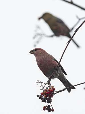 Pine Grosbeak ( Tallbit ) Pinicola enucleator - PB020170.jpg