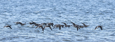 Brent Goose ( Prutgås ) Branta bernicla bernicla - PA090119.jpg