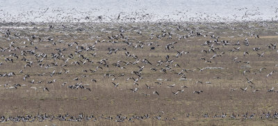Barnacle Goose ( Vitkindad gås ) Branta leucopsis - PA100322.jpg
