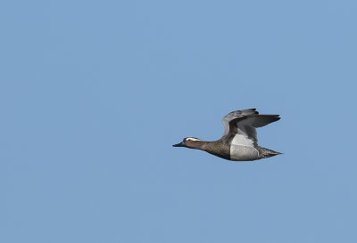 Garganey ( Anas querquedula ) Årta - P4070018.jpg