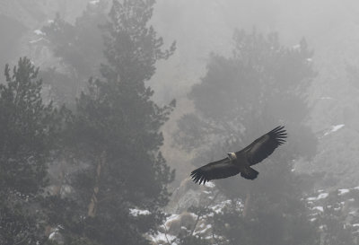 Griffon Vulture ( Gyps fulvus ) Gsgam - GS1A9237.jpg