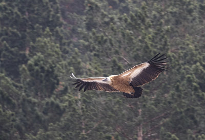 Griffon Vulture ( Gyps fulvus ) Gsgam - GS1A9244.jpg
