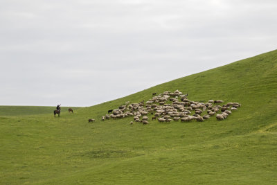 Sheep herd - GS1A7268.jpg