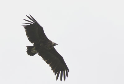 Cinereous Vulture ( Grgam ) Aegypius monachus - GS1A7283.jpg