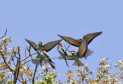 European Bee-eaters ( Bitare ) Merops apiaster - GS1A8160.jpg