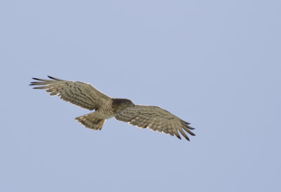 Short-toed Snake Eagle ( Ormrn ) Circaetus gallicus - GS1A8833.jpg