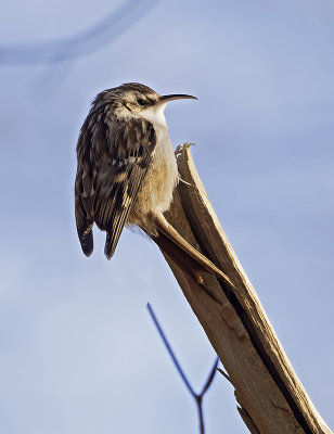 Short-toed Treecreeper ( Trdgrdstrdkrypare ) Certhia bracydactyla - 1040070.jpg