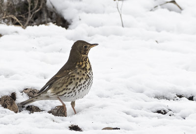 Song Thrush ( Taltrast ) Turdus philomelos - 1180155.jpg