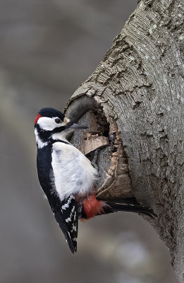 Great spotted Woodpecker ( Strre hackspett ) Dendrocopos major - 1180168.jpg
