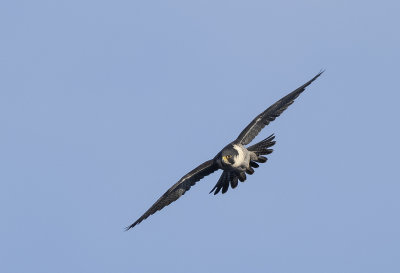 Peregrine ( Pilgrimsfalk ) Falco peregrinus - 2040035.jpg