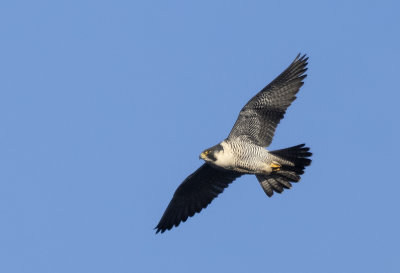 Peregrine ( Pilgrimsfalk ) Falco peregrinus - 2040044.jpg