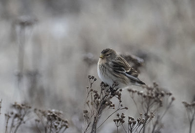 Twite ( Vinterhämpling ) Linaria flavirostris - 2020091.jpg