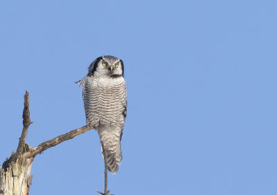 Hawk Owl ( Hkuggla ) Surnia ulula - 2110040.jpg