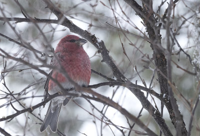 Pine Grosbeak ( Tallbit ) Pinicola enucleator -  IMG_0603.jpg