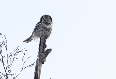 Hawk Owl ( Hkuggla ) Surnia ulula - IMG_0769.jpg