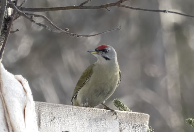 Grey-headed Woodpecker ( Grspett ) Picus canus - IMG_0845.jpg