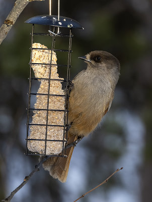 Siberian Jay ( Lavskrika ) Perisoreus infaustus - IMG_0891.jpg