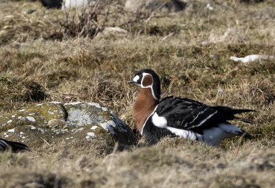 Red-breasted Goose ( Rödhalsad gås ) Branta ruficollis - 4060482.jpg