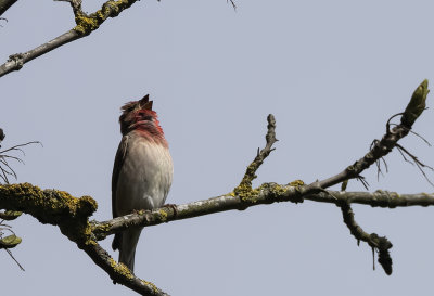 Common Rosefinch ( Rosenfink ( Carpodacus erythrinus - 5200119.jpg
