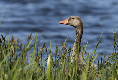 Greylag Goose ( Grågås ) Anser anser - 5220200.jpg