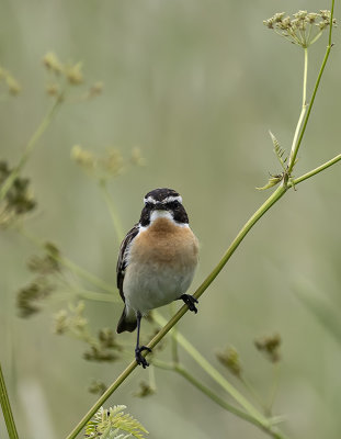 Whinchat ( Buskskvtta ) Saxicola rubetra - 6210117.jpg