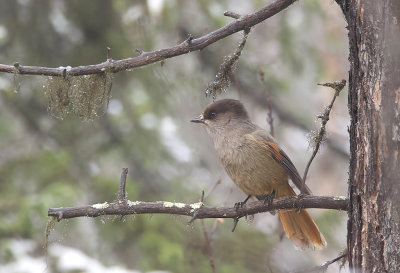 Siberian Jay ( Lavskrika ) Perisoreus infaustus - IMG_20100.jpg