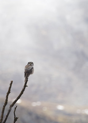 Hawk Owl ( Hkuggla ) Surnia ulula - IMG_2069.jpg