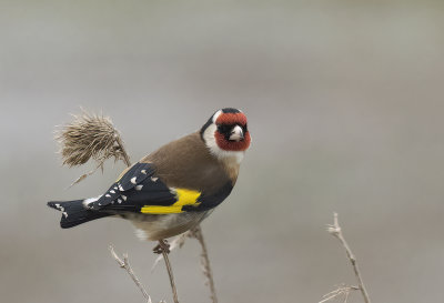 European Goldfinch ( Steglits ) Carduelis carduelis - 1190033.jpg