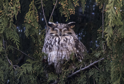 Long-eared Owl ( Hornuggla ) Asio otus 2050309.jpg