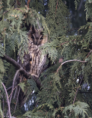 Long-eared Owl ( Hornuggla ) Asio otus - 2050312.jpg