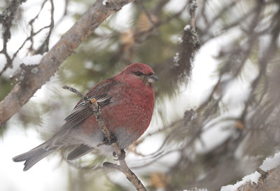 Pine Grosbeak ( Tallbit ) Pinicola enucleator - 2190321.jpg