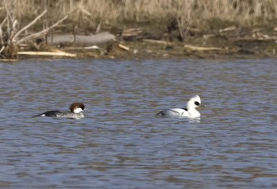 Smew ( Salskrake ) Mergellus albellus - 3020686.jpg