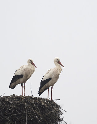 White Stork ( Vit stork ) Ciconia ciconia - 3020619.jpg
