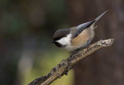 Siberian Tit ( Lappmes ) Poecile conclus - PA111679.jpg