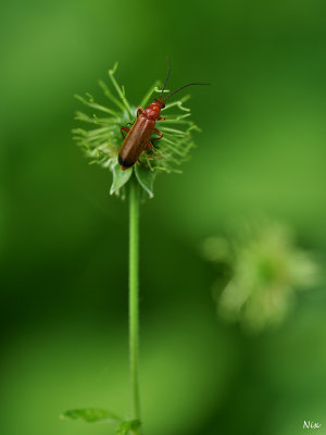 Macro
