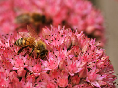 Macro