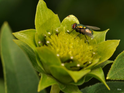 Macro
