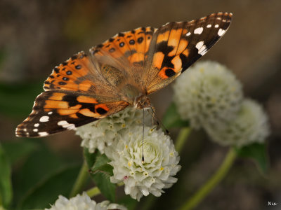 Macro