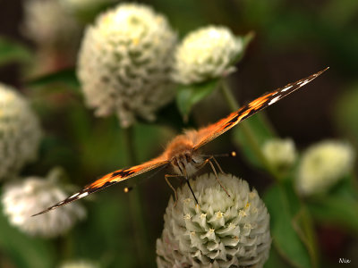 Macro