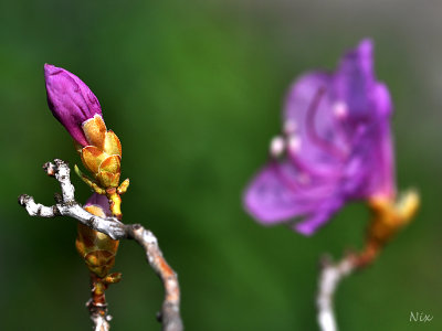 Fleur