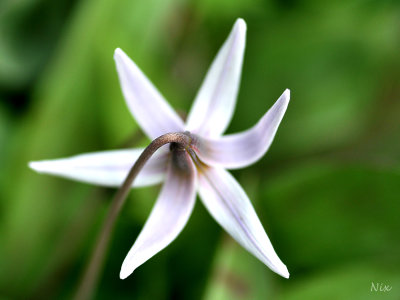 Fleur