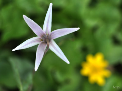 Fleur