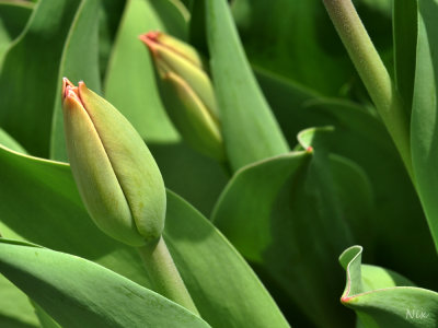 Fleur