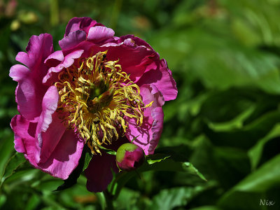 Fleur