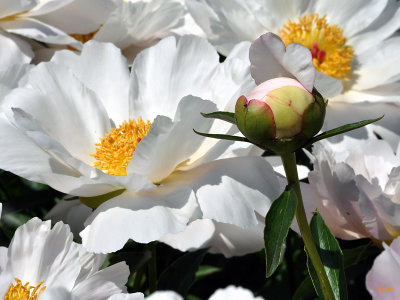 Fleur