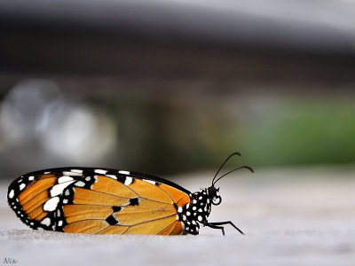 Papillons 2019