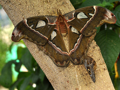 Papillons 2019