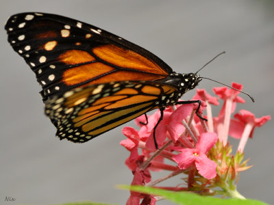 Papillons en Liberte Butterflies Mariposas